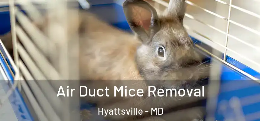  Air Duct Mice Removal Hyattsville - MD